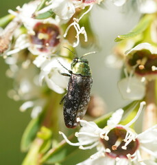 Diphucrania