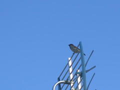 Passer domesticus