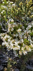 Pimelea buxifolia