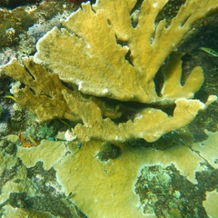 Acropora palmata