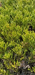Halocarpus bidwillii