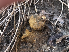 Pisolithus arhizus
