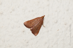 Hypsopygia incarnatalis