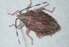 Dinocoris lineatus