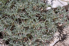 Astragalus kentrophyta tegetarius