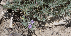 Astragalus kentrophyta tegetarius