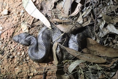Acanthophis antarcticus