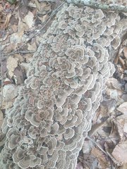 Trametes versicolor image