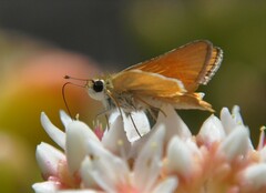 Copaeodes minima