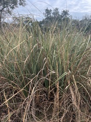 Cladium mariscus