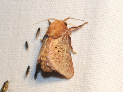 Doratifera quadriguttata