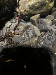 Archichauliodes diversus