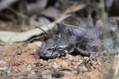 Acanthophis antarcticus