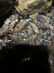 Archichauliodes diversus