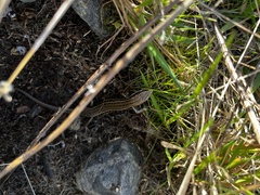 Oligosoma