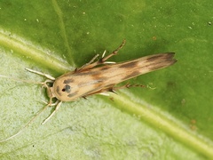 Stathmopoda horticola