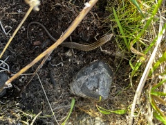 Oligosoma
