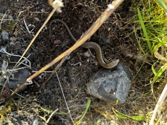 Oligosoma