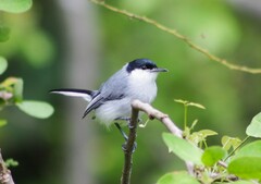 Polioptila plumbea
