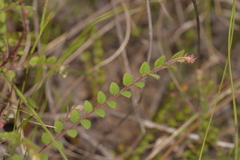 Bossiaea neoanglica
