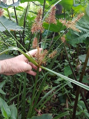 Cyperus lucidus