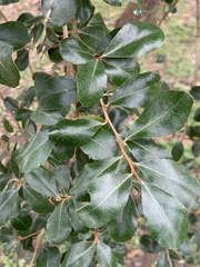 Elaeagnus oldhamii