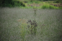 Cincloramphus timoriensis