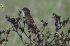 Cincloramphus timoriensis