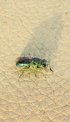 Trichrysis