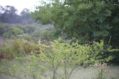 Cincloramphus timoriensis