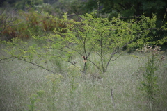 Cincloramphus timoriensis