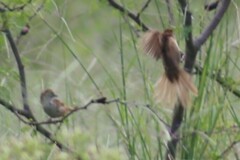 Cincloramphus timoriensis