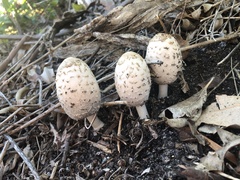 Coprinus comatus