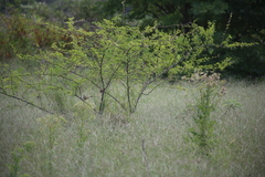 Cincloramphus timoriensis