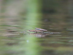 Aquarius paludum paludum