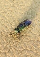 Trichrysis
