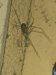 Physocyclus globosus
