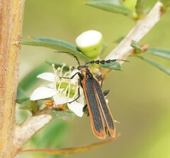 Pseudolycus marginatus
