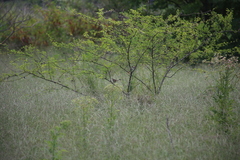 Cincloramphus timoriensis