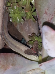 Euclera rubricincta