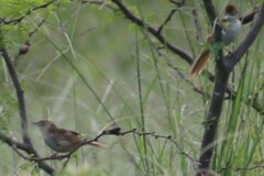 Cincloramphus timoriensis