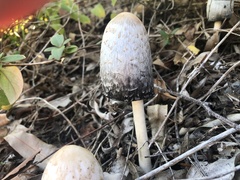Coprinus comatus