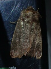 Cerastis tenebrifera