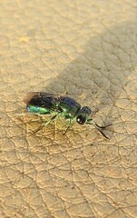 Trichrysis