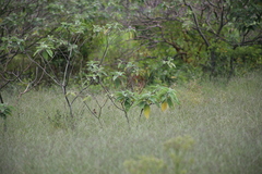 Cincloramphus timoriensis