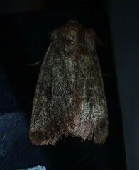 Cerastis tenebrifera