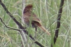 Cincloramphus timoriensis