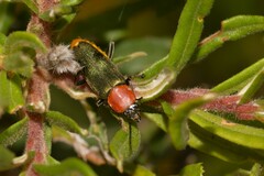 Chauliognathus tricolor