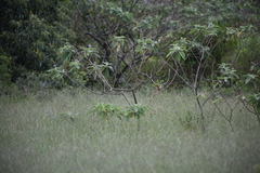 Cincloramphus timoriensis