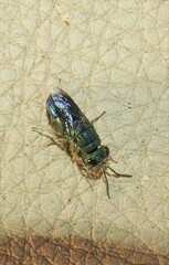Trichrysis